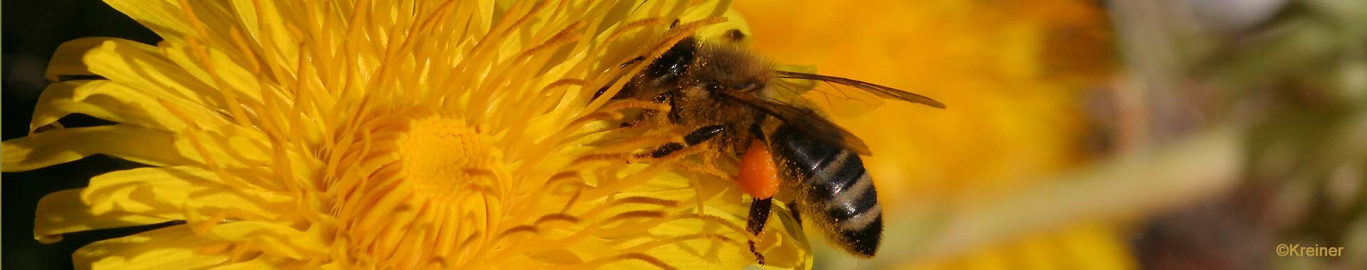 Biene sammelt Blütenpollen