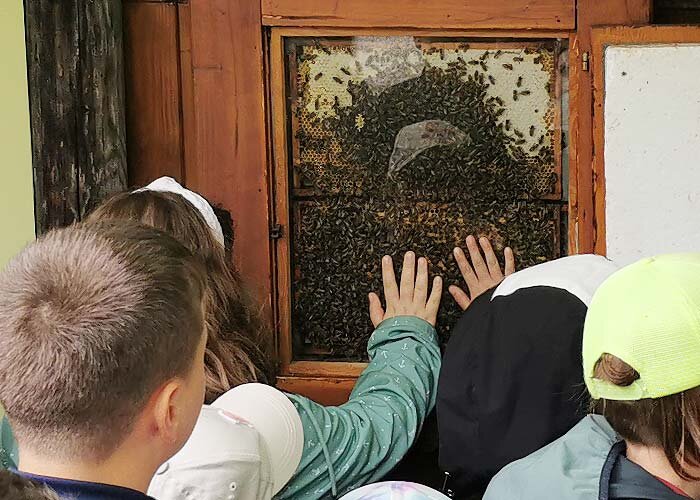 Die wärme der  Bienen am Glas des Bienenschaukasten spüren