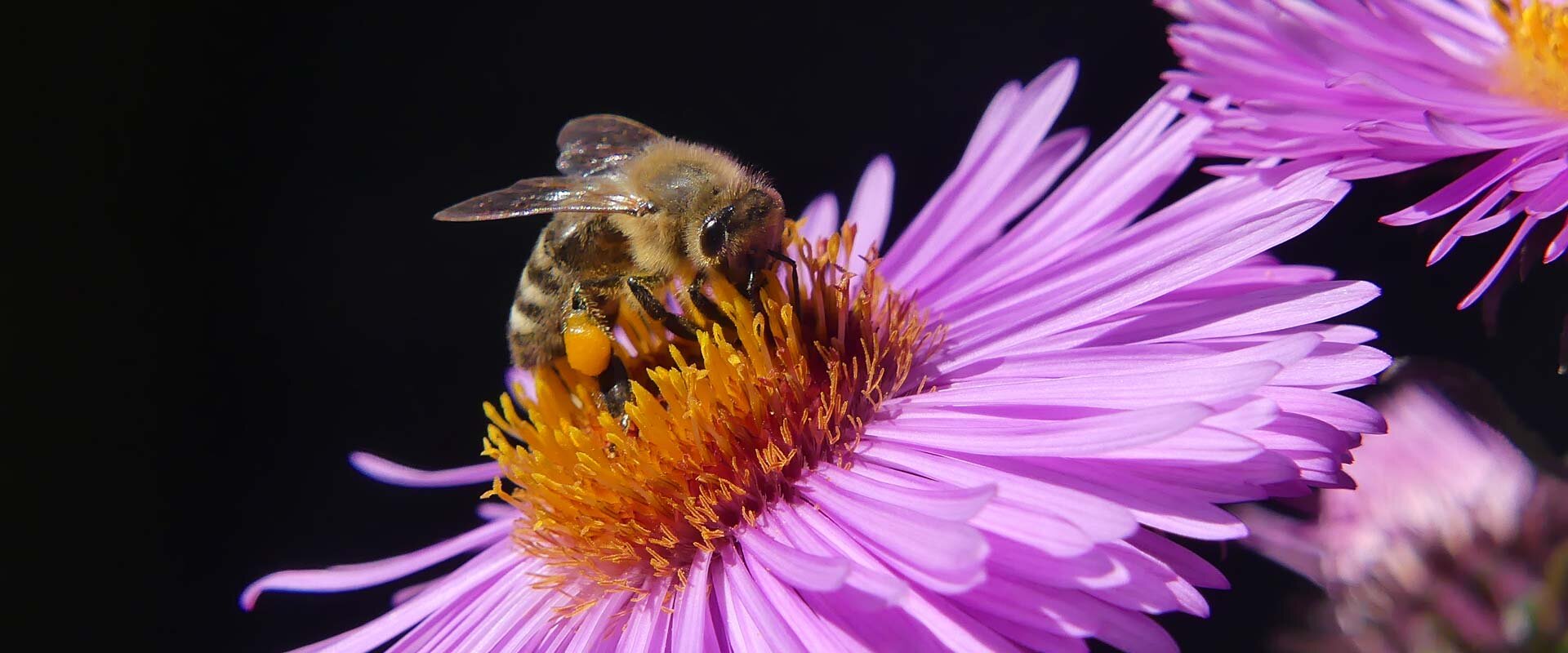 Biene sammelt Blütenpollen auf einer Herbstaster