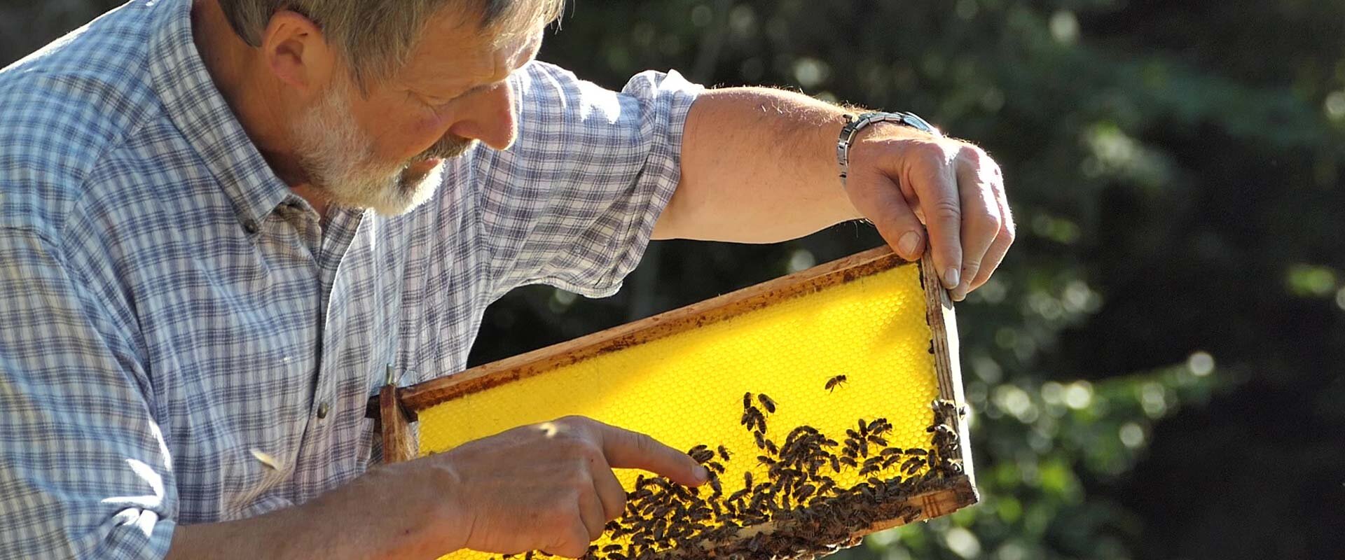 Die Bienenvölker werden mit viel Liebe betreut