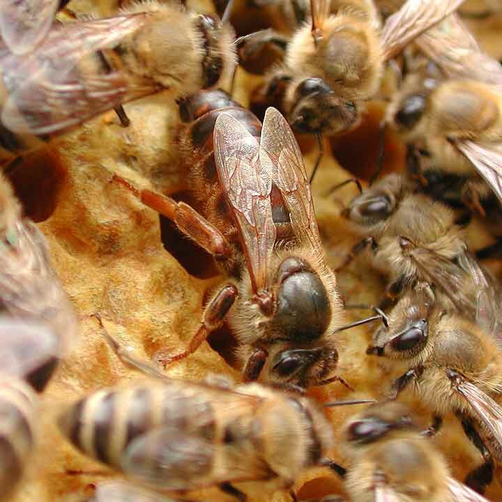 Die Königin ist das Zentrum des Bienenvolkes